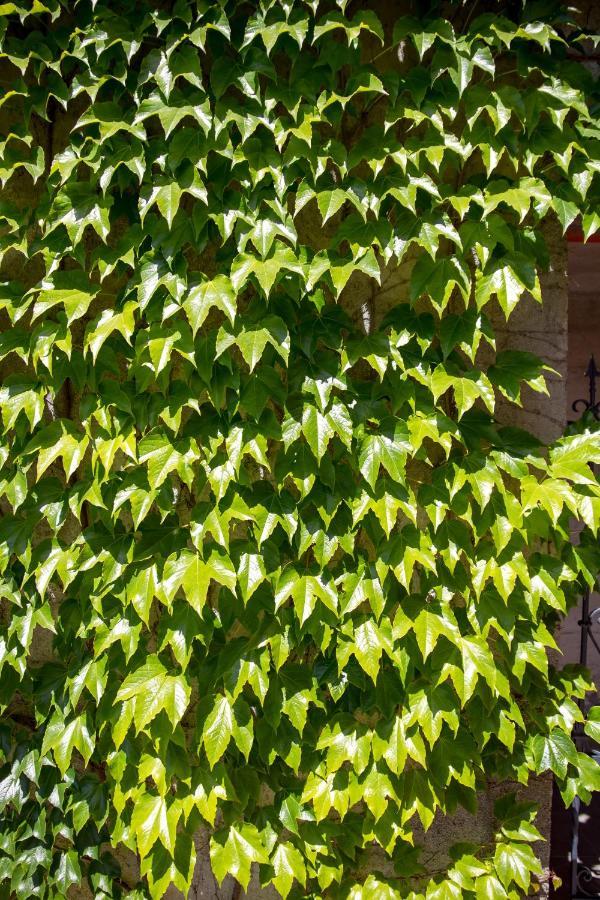 Villa Lomida Opatija Ngoại thất bức ảnh